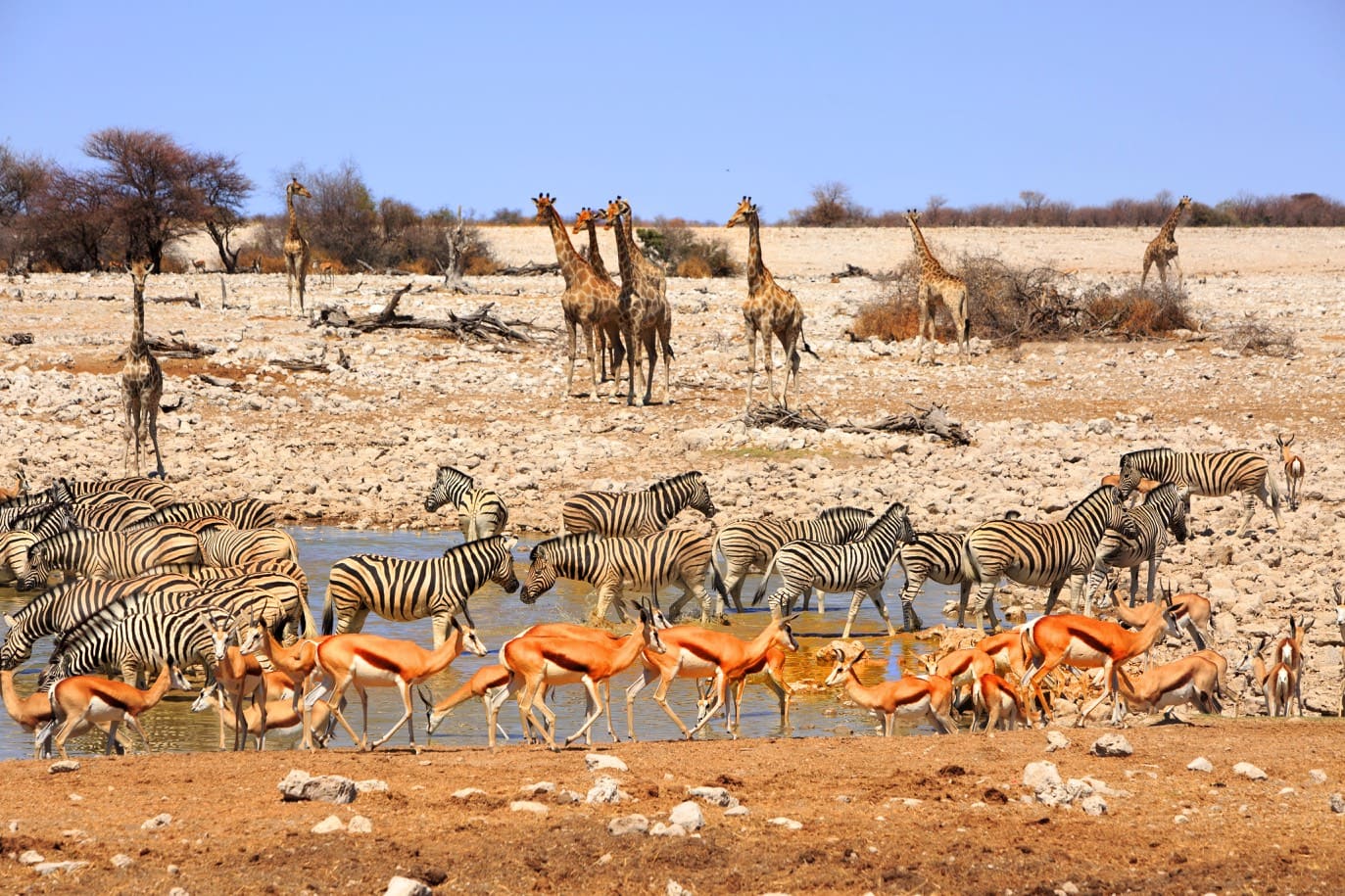 road trip afrique du sud voyage safari Soweto