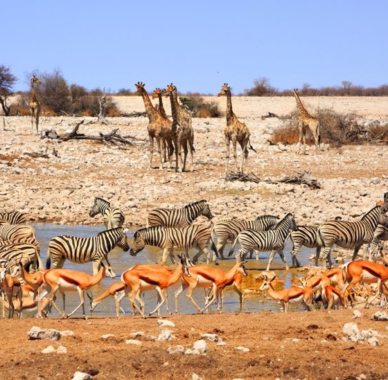 voyage afrique du sud safari