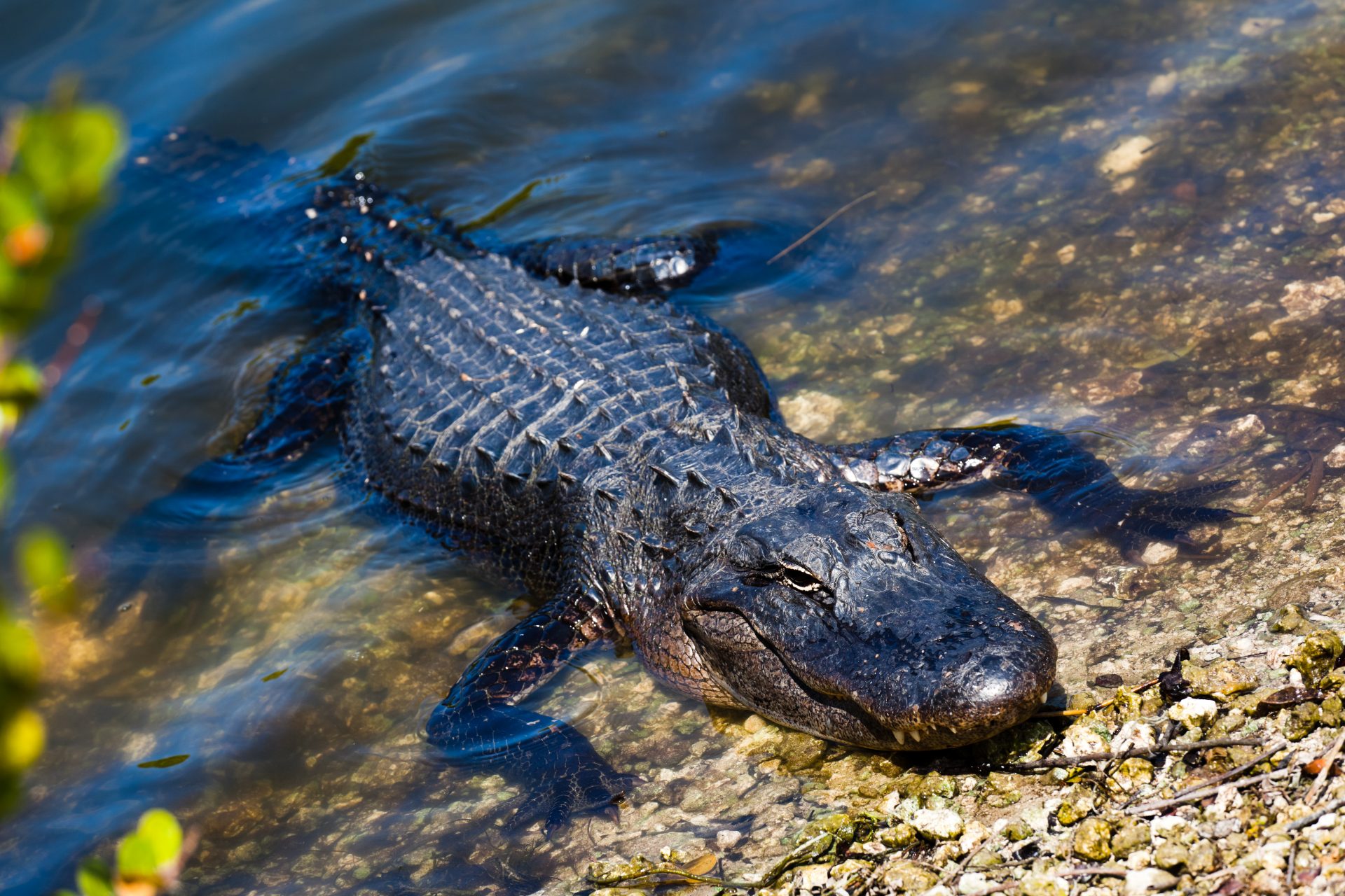 voyage états unis road trip usa floride everglades