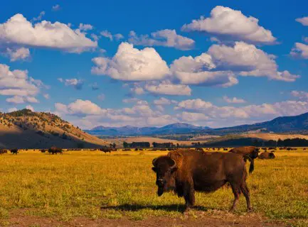 Illustration circuit : En famille vers le Yellowstone Illustration circuit : En famille vers le Yellowstone