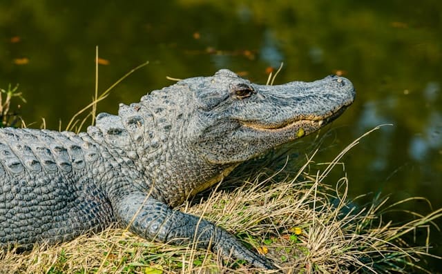 Le parc des Everglades