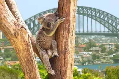 La côte est australienne La côte est australienne