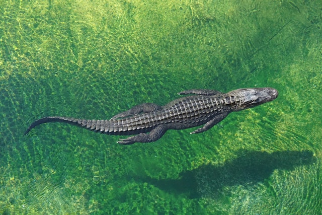 Everglades