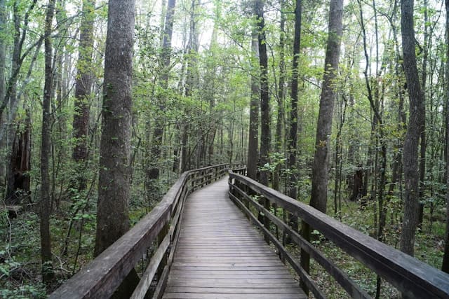 Parc national de Congaree en Caroline du Sud