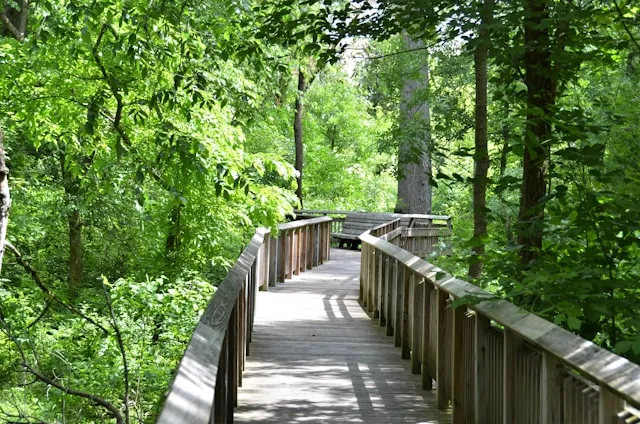 passerelle-en-bois-dans-le-parc-national-de-congaree-en-caroline-du-sud