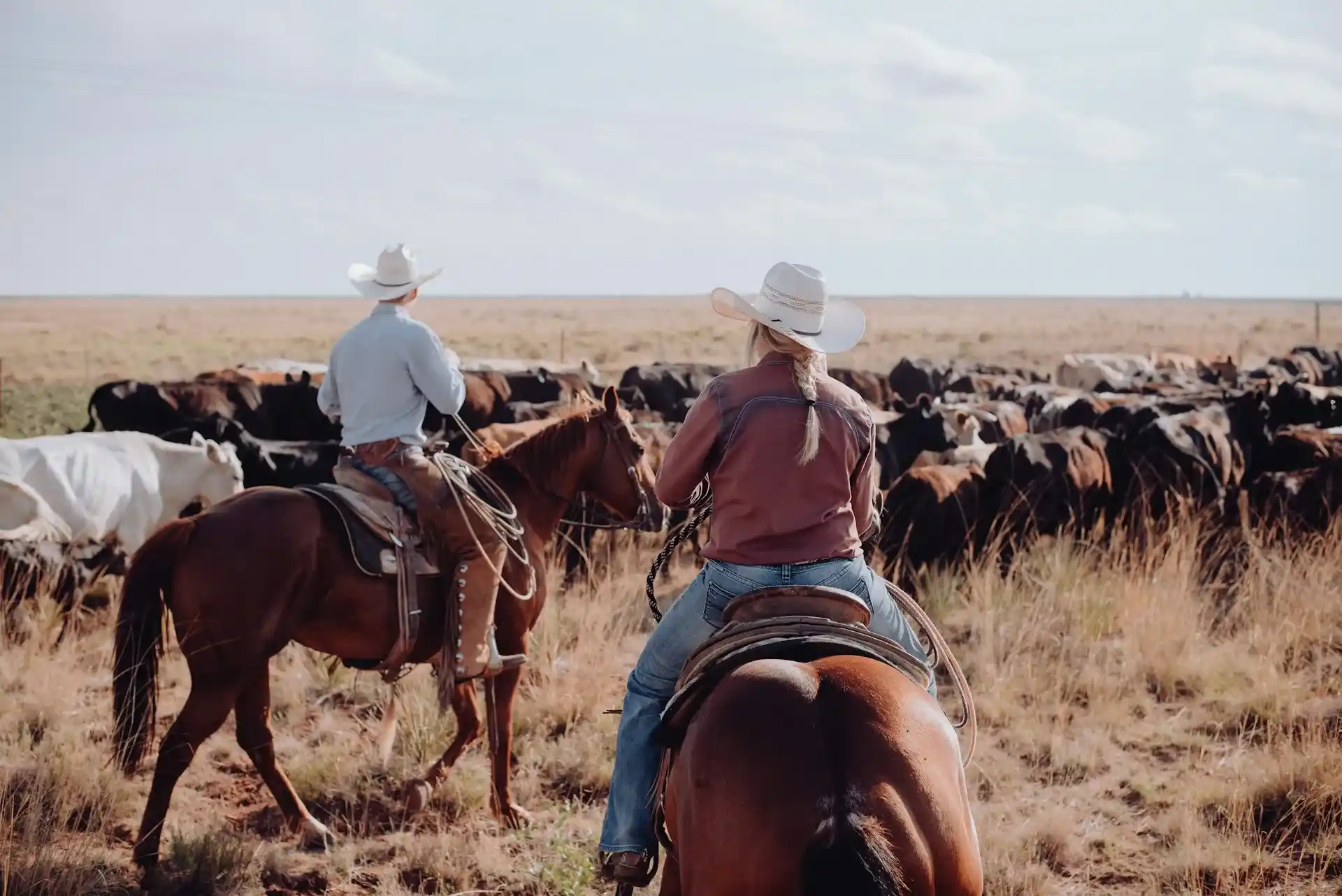 Chevaux dans un ranch au cœur des prairies des Flint Hills au Kansas.