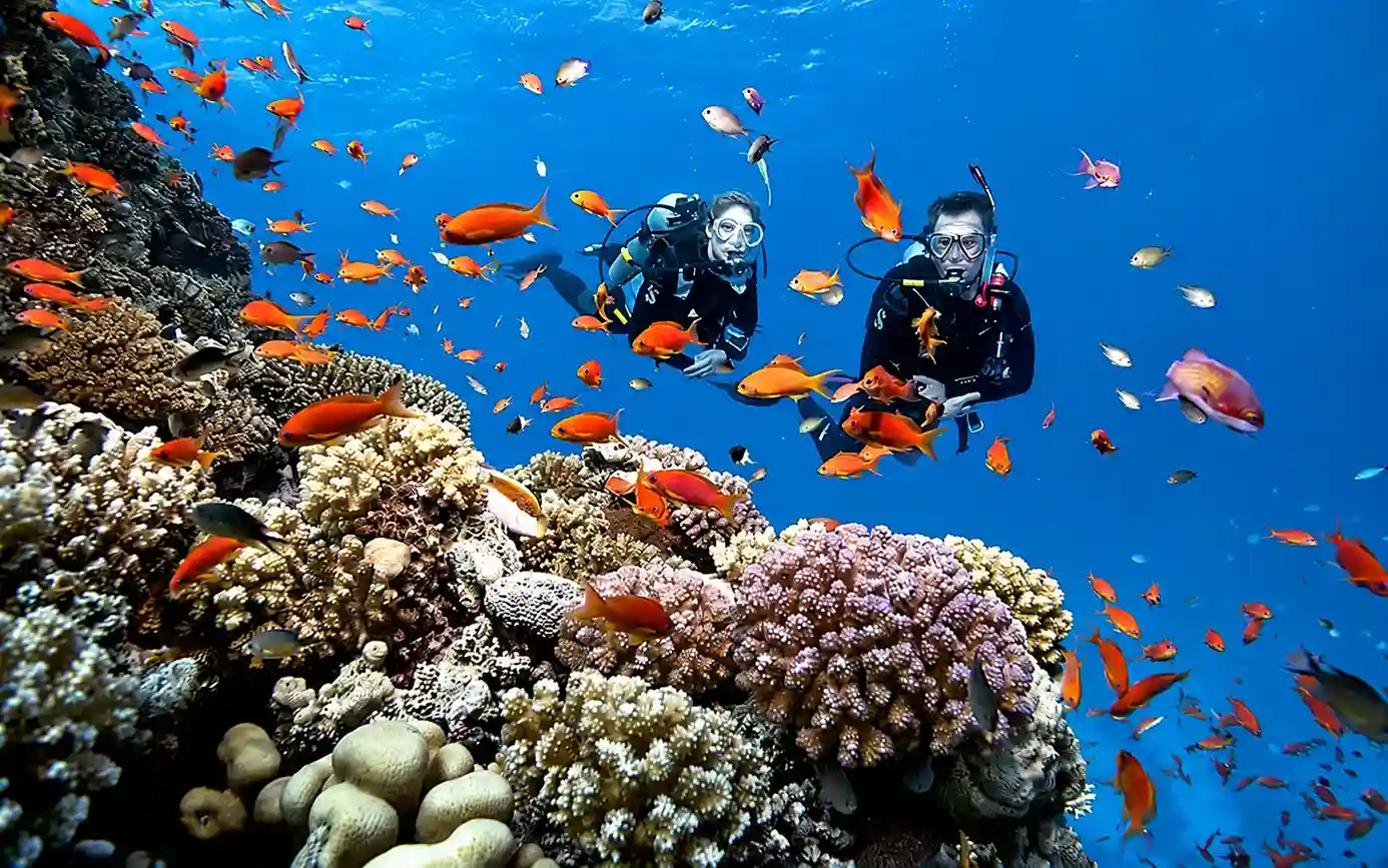 snorkeler-observant-des-poissons-tropicaux-sur-un-recif-corallien-pres-de-key-largo-en-floride